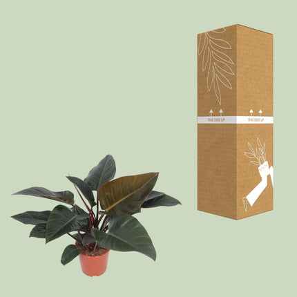 Baumfreund – Philodendron Congo Red – Zimmerpflanze – Ø27 cm – ↕80 cm – Herzförmige Blätter – Luftreinigend – Pflegeleicht