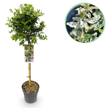 Euonymus fortunei ‘Harlequin’ – Immergrüne Stamm-Pflanze – Terrassen- & Gartenpflanze – pflegeleicht & kompakt – Topf Ø19cm – Höhe ca. 90cm