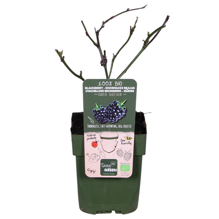 Brombeere - Rubus fruticosus Black Satin - Dornenlose Brombeerpflanze - Ø13cm - Höhe ca. 45cm - Winterharte Obstpflanze für Garten und Terrasse