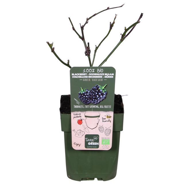 Brombeere - Rubus fruticosus Black Satin - Dornenlose Brombeerpflanze - Ø13cm - Höhe ca. 45cm - Winterharte Obstpflanze für Garten und Terrasse