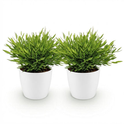 Bambus Pogonatherum Monica Zimmerpflanze 2er Set mit weißem Topf Ø12cm Höhe 20cm Haustierfreundliche Grünpflanze pflegeleicht für Zimmer & Büro