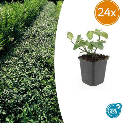 Euonymus fortunei 'Dart's Blanket' – Immergrüner Bodendecker – 24 Pflanzen – Ø9cm – ↕10–25cm – Buntlaubig & winterhart – Für Beet & Schattenlage