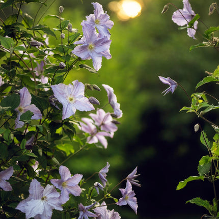 Clematis 'Blue Angel' – 2er Set – Kletterpflanze mit hellblauen Blüten – Ø11 cm – Höhe ca. 40 cm – Pflegeleicht – Blüht Frühling bis Sommer – Für Spaliere & Pergolen