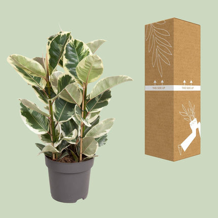 Ficus Elastica Tineke – 100 cm hoch – Ø27 cm – Bunte Gummibaum-Zimmerpflanze – Luftreinigend & pflegeleicht – Tropische Deko für Wohn- und Büroräume