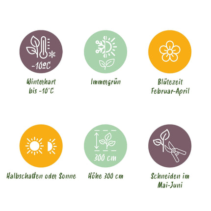 Kamelie Camellia japonica Tricolour – Strauch – Winterhart – Blüte Rosa, Weiß & Rot – 3 Pflanzen – Immergrün – 15 cm Höhe 30 cm