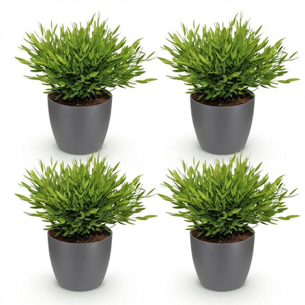 Bambus Pogonatherum Monica Zimmerpflanze 4er Set mit grauem Topf Ø12cm Höhe 20cm Haustierfreundliche Grünpflanze pflegeleicht für Zimmer & Büro