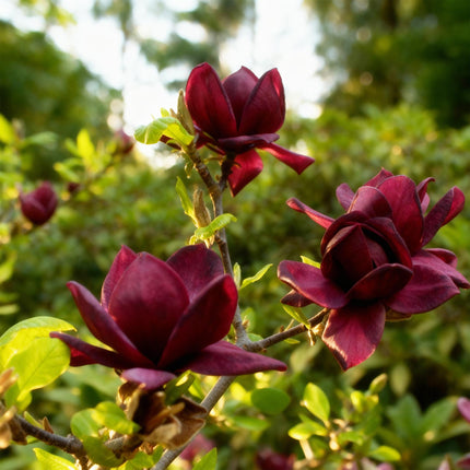 Magnolia Genie – 3 Pflanzen – 12cm – Höhe ca. 30cm – Laubabwerfende Magnolie mit großen lilafarbenen Frühjahrsblüten für Beet, Balkon & Terrasse