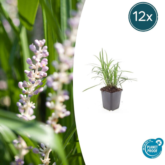 Glöckchentraube Liriope muscari 'Moneymaker' – ↕10-25cm – Ø9cm – 12 Pflanzen – Immergrün, Bodendecker, Violette Blüten, Pflegeleich