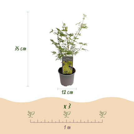 Ahorn Acer palmatum Emerald Lace – 12cm Höhe ca.35cm – Fein gefiedertes grünes Laub & elegante Struktur – Laubabwerfend & pflegeleicht