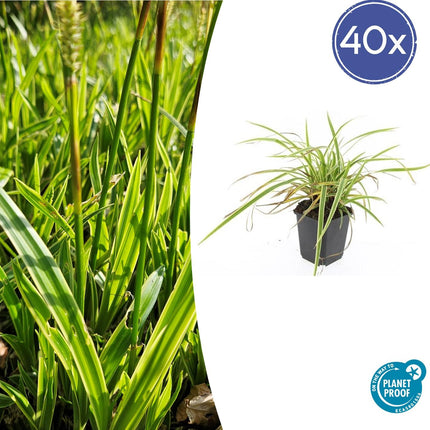 Goldrand Segge Carex morrowii 'Aureovariegata' – ↕10-25cm – Ø9cm – 40 Pflanzen – Japan-Segge – Immergrünes Ziergras – Halbschatten & Schatten – Pflegeleicht