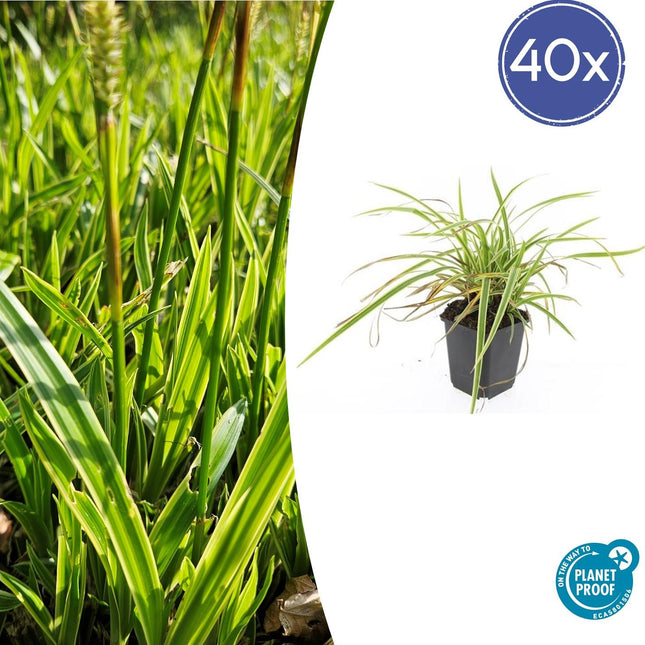 Goldrand Segge Carex morrowii 'Aureovariegata' – ↕10-25cm – Ø9cm – 40 Pflanzen – Japan-Segge – Immergrünes Ziergras – Halbschatten & Schatten – Pflegeleicht
