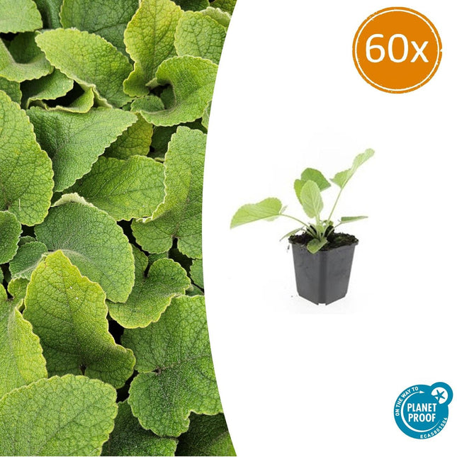 Russel – Brandkraut Phlomis russeliana – ↕10-25cm – Ø9cm – 60 Pflanzen – Staude – Winterhart – Bienenfreundlich – Gelbe Blüten
