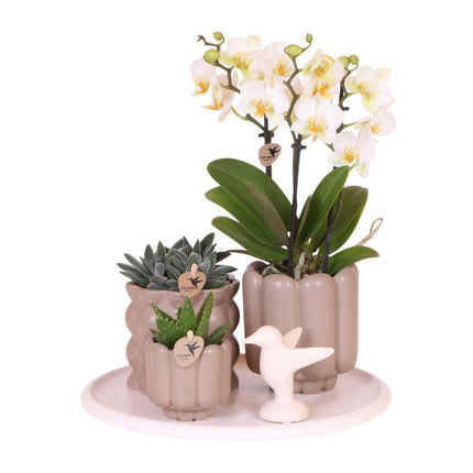 Geschenkset „Slow Living“ – Weiße Phalaenopsis Orchidee mit 2–3 Trieben & 2 Grünpflanzen – Beige Keramiktöpfe auf weißem Tablett – Dekoratives Pflanzenset für Ruhe & Entspannung