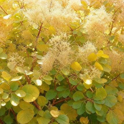 Cotinus coggygria Golden Spirit – Gelbes Laub – 12cm – Höhe ca. 35cm – Laubfallender Perückenstrauch mit gelbem Sommerlaub & orange – Pflegeleicht