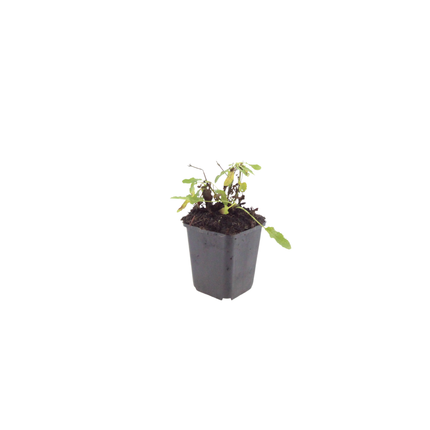 Salvia nemorosa Schneehügel – 60 Pflanzen – Ø9cm – Höhe 10-25cm – Steppensalbei – Hellblaue Blütenähren – Bienenfreundliche Staude für Beet & Steingarten
