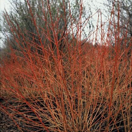 Roter Hartriegel – Cornus sanguinea 'Midwinter Fire' – ↑10-25cm – Ø9cm – 6 Pflanzen – Winterharter Zierstrauch, Leuchtende Zweige, Pflegeleicht