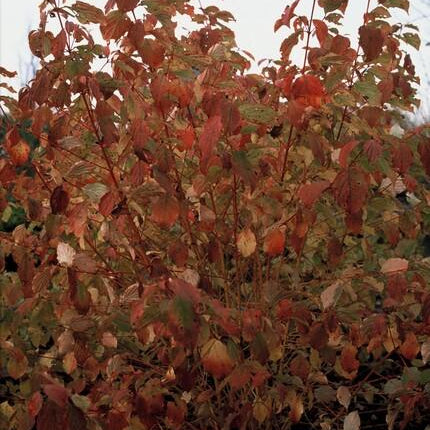Roter Hartriegel Cornus sanguinea 'Anny's Winter Orange' – ↕10-25cm – Ø9cm – 60 Pflanzen – Winterharter Strauch für Beete & Solitärpflanzung
