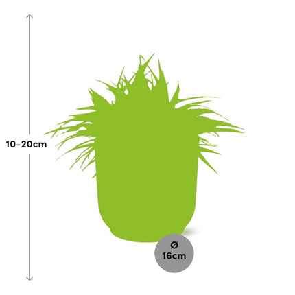 Grünlilie – Chlorophytum Ocean – ca. 15cm Höhe – Zimmerpflanze mit weißen Blattstreifen – luftreinigend & pflegeleicht – Topfgröße Ø16cm