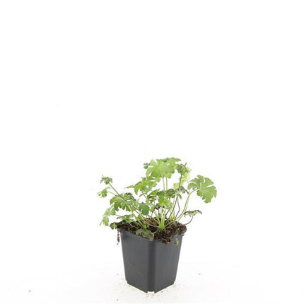 Geranium cantabrigiense 'Cambridge' – Bodendecker – 48 Pflanzen – Ø9cm – ↕10-25cm – Rosa Blüten – Pflegeleicht & bienenfreundlich