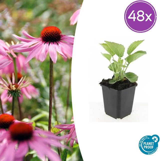 Echinacea purpurea 'Magnus' – 48 Pflanzen – ↕10-25cm – Ø9cm – Purpur – Sonnenhut – Winterharte Staude – Bienen & Schmetterlinge – Pflegeleicht