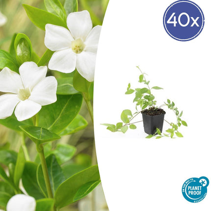 Großblättriges Immergrün Vinca major 'Alba' – 40 Pflanzen – Immergrüner Bodendecker – Weiße Blüten – Ø9cm – ↕10–25cm – Robust & Pflegeleicht