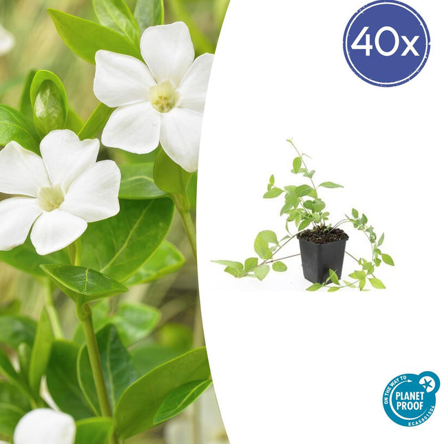Großblättriges Immergrün Vinca major 'Alba' – 40 Pflanzen – Immergrüner Bodendecker – Weiße Blüten – Ø9cm – ↕10–25cm – Robust & Pflegeleicht
