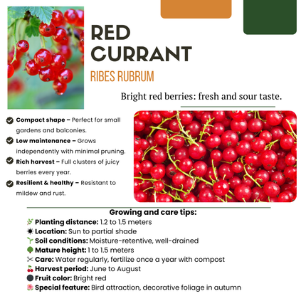 Bio Stachelbeere Ribes rubrum – Biologische Johannisbeersträucher – Ø13cm – ↨20cm – 6 Pflanzen – Frostbeständig & Vieltragend – Für Balkon, Garten & Terrasse