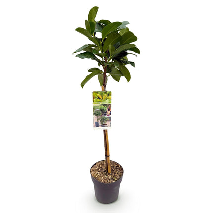 Kirschlorbeer - Prunus laurocerasus Etna – Stamm-Pflanze – Immergrün – Höhe ca. 90 cm – Topf Ø19 cm – Pflegeleicht – Für Terrasse, Balkon & Garten – Dekorativ & robust