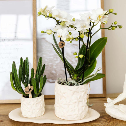 Pflanzenset – Weiße Phalaenopsis Orchidee Lausanne & Sukkulente – Keramik-Ziertöpfe auf weißem Tablett – Zimmerpflanze – Ø9 cm