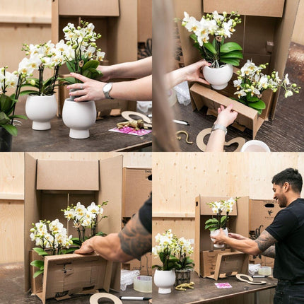 Orangenfarbenes Pflanzenset im Baumwollkorb – 3 Orchideen Bozen & 3 Grünpflanzen Rhipsalis – Ø9cm – Mit autarkem Wassertank & Dochtsystem