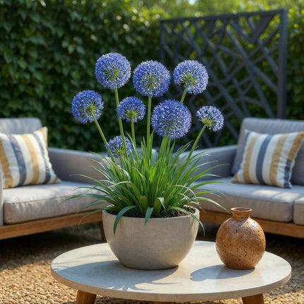 Blumenzwiebeln Allium Caeruleum – 40 Stück – Blauer Zierlauch mit sternförmigen Blüten – Zwiebelgröße 4/5 – Für Beet, Balkon & Terrasse – Pflegeleicht & bienenfreundlich