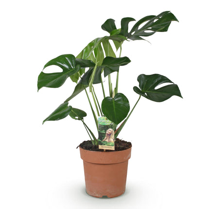 Monstera Deliciosa Fensterblatt – Grün – 21cm – Höhe 70-80cm – Pflegeleichte tropische Zimmerpflanze für Wohnräume – Dekoratives großes Blattwerk