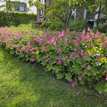 Geranium macrorrhizum – Bodendecker – 48 Pflanzen – Ø9cm – ↕10–25cm – Duftendes Laub & helle Blüten – Pflegeleicht & winterhart – Für Schatten & Sonne