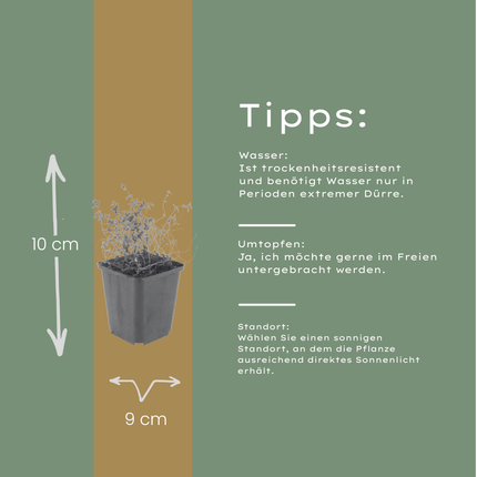Thymus vulgaris Gartenthymian – 60 Pflanzen – Ø9cm – Höhe 10-25cm – Winterhartes Küchenkraut – Aromatisch & Bienenfreundlich