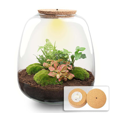 Flaschengarten Emma – Bausatz mit LED – Korkdeckel – Ø23cm ↕25cm – DIY Pflanzenterrarium mit Efeu, Farn & Fittonia Ruby Lime – Ökosystem aus Glas