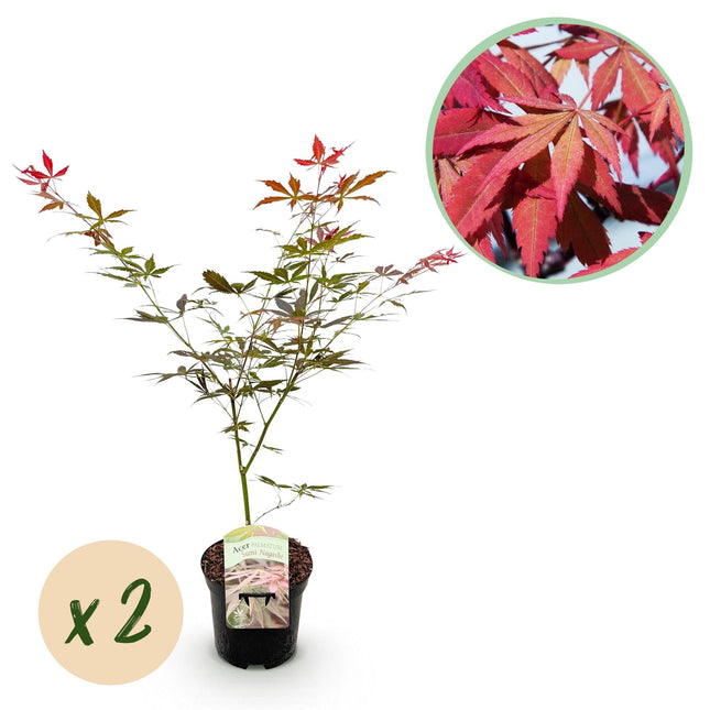 Japanischer Ahorn – Acer palmatum 'Sumi-nagashi' – 2 Pflanzen – ca. 70 cm hoch – Ø19 cm – tiefviolettes Laub mit Glanz – Balkon- & Gartenpflanze