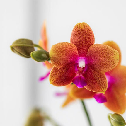 Duftende Phalaenopsis – Orchidee Fragrance – Orange – Ø9cm – Blühende Zimmerpflanze mit Duft – Frisch vom Züchter – Für helle Innenräume