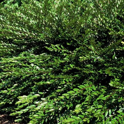 Böschungsmyrthe Lonicera pileata 'Purple Pearl' – ↕10-25cm – Ø9cm – 40 Pflanzen – Immergrün, Bodendecker, Pflegeleicht, Purpurrote Blätter