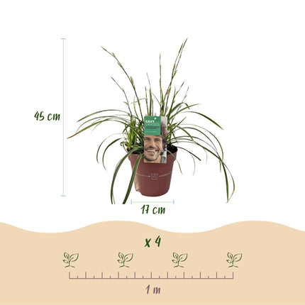 Ziergras Segge Carex morrowii Ice Dance – Weiß – Grün panaschiert – Immergrün & winterhart – Höhe ca. 50cm – 17cm – Pflegeleicht für Beet & Kübel