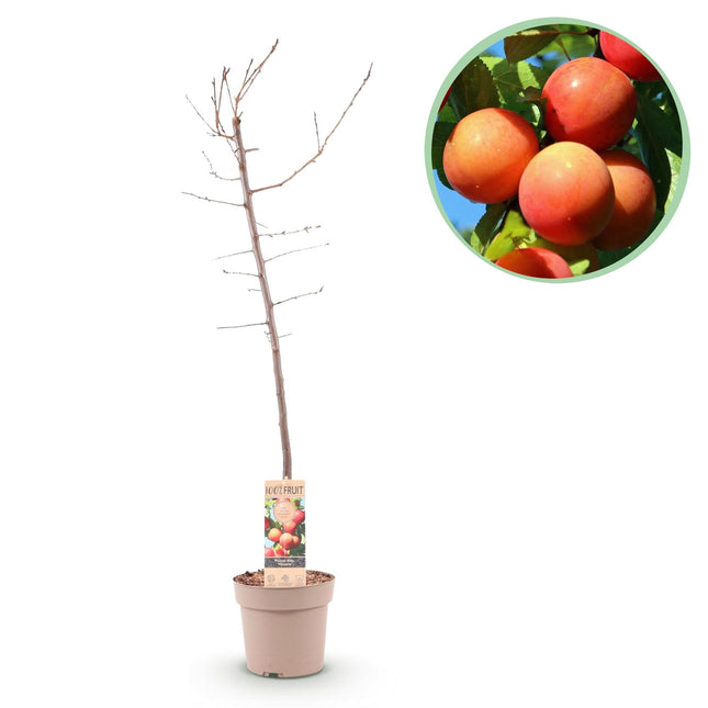 Pflaumenbaum Prunus domestica Victoria – Obstpflanze – Rote Pflaumen – 21 cm – Höhe 90 cm – Einfache Pflege – Sommerliche Ernte