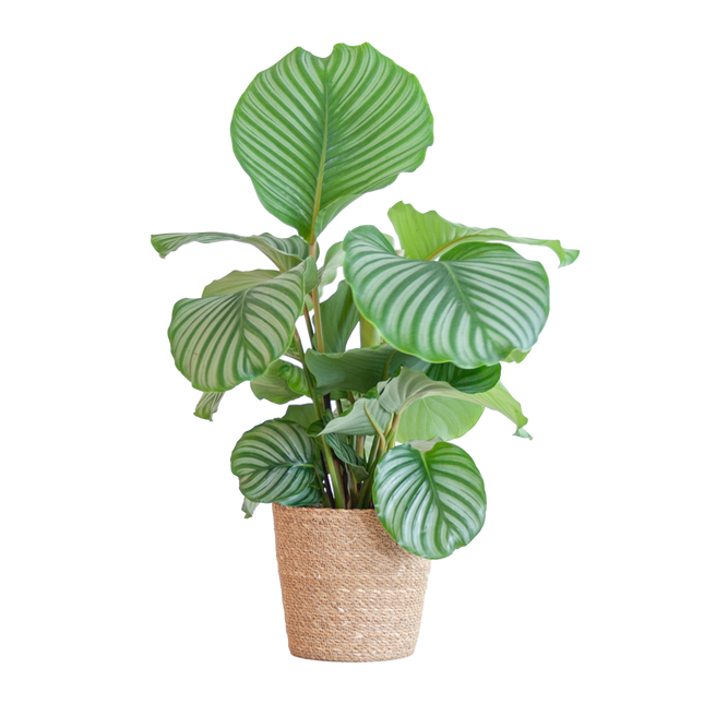 Korbmarante Calathea Orbifolia – Zimmerpflanze – 65cm hoch – Ø21cm – inkl. Natur – Korb Sofia aus Seegras – Luftreinigend & dekorativ