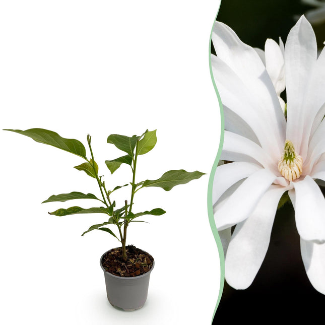Magnolia stellata Royal Star – 12cm – Höhe ca. 30cm – Laubabwerfende Stern – Magnolie mit weißen Frühlingsblüten