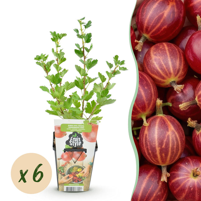 Rote Stachelbeere Ribes uva – crispa Hinnonmäki Rot winterhart 6 Pflanzen Ø9cm Höhe 30cm – Rote Stachelbeere für Garten Beet Balkon & Terrasse