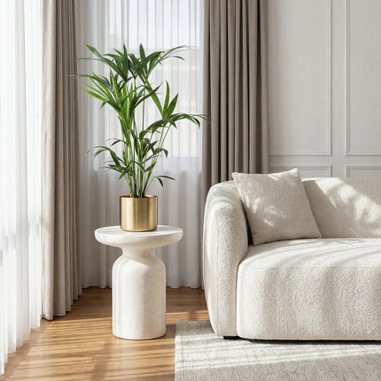 Howea Forsteriana – Kentia – Palme – 80-85cm – 19cm – Pflegeleichte Zimmerpalme mit eleganten Wedeln