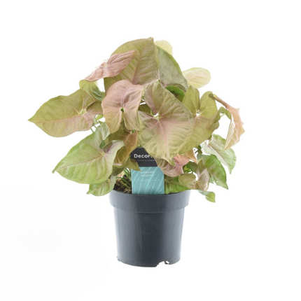 Syngonium Red Heart Feel Green – Ø14cm – ↕30cm – Tropische Zimmerpflanze mit herzförmigen rosa Blättern – Dekorative Syngonium-Pflanze für Wohnzimmer, Büro & Indoor-Deko