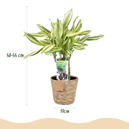 Dracaena fragrans Diamond Dream – Drachenbaum – 2 Pflanzen – 50-55cm – 17cm – Buntes Blattwerk & pflegeleicht – Zimmerpflanze inkl. Naturkorb
