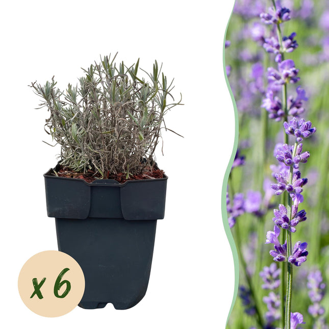 Echter Lavendel Lavandula angustifolia Hidcote – Heckenpflanze – Graues Blatt – 6 Pflanzen – 1  laufender Meter – Immergrün – 17 cm Höhe 30 cm – Duftpflanze & Bienenfreundlich