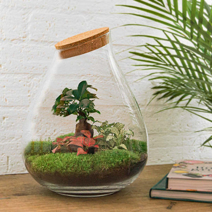 Flaschengarten DIY Bausatz Terrarium