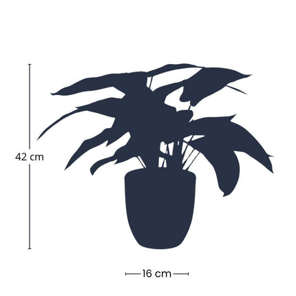Calathea Zebrina – Korbmarante – Kunstpflanze – 42cm hoch – Schwarzer Topf Ø10–16cm – Realistisches Zebramuster – Pflegeleicht & dekorativ – Für Zuhause & Büro