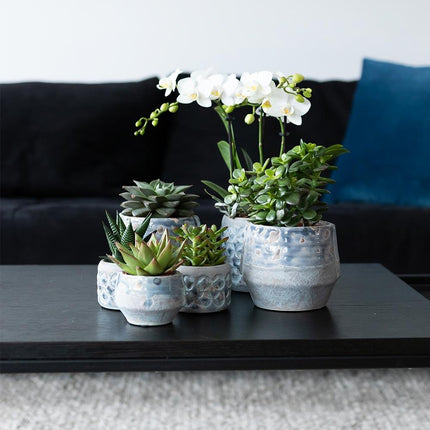 Sukkulenten Set – 4 Pflanzen – Zimmerpflanzen im Ø9cm – Pflegeleicht & dekorativ – Ideal für Zuhause, Büro & Geschenkideen